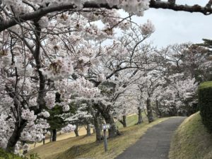 満開の桜、綺麗！
